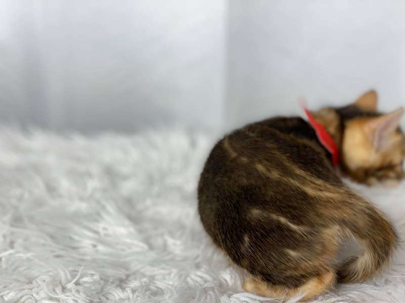 bengal kittens for sale pa