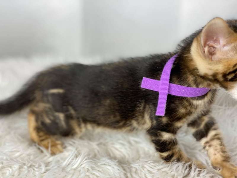 cat breeders texas