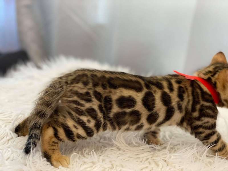 bengal cat pa