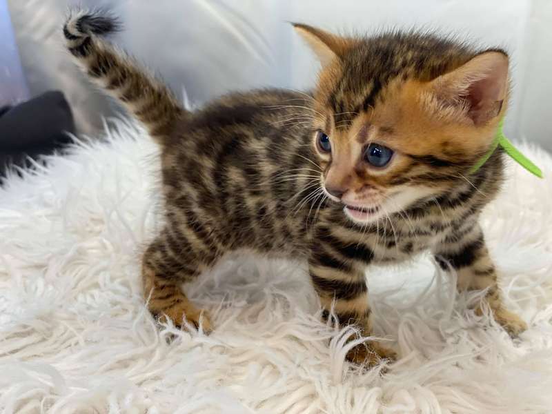 bengal cats philadelphia