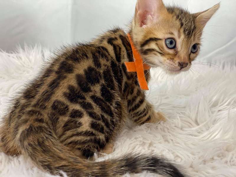 bengal cat breeders pennsylvania