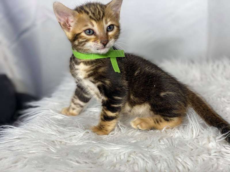 california bengal cat