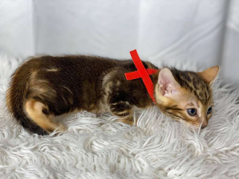 california bengal kittens