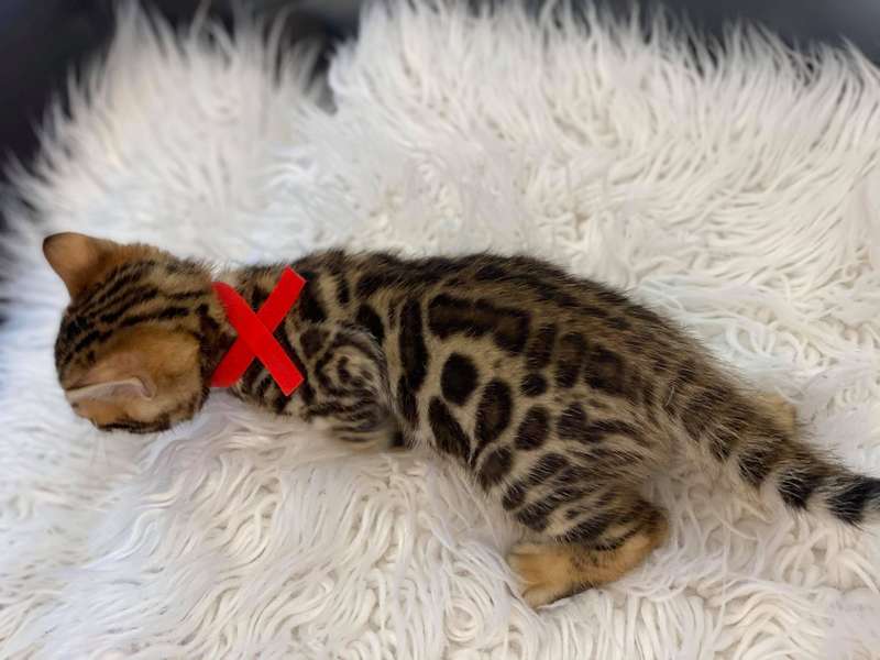 bengal cat for sale