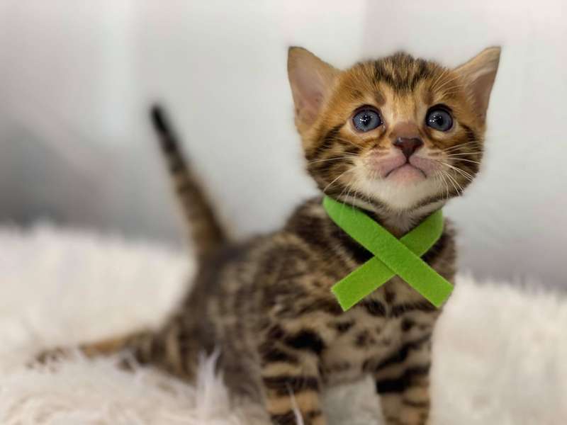 bengal kittens pennsylvania