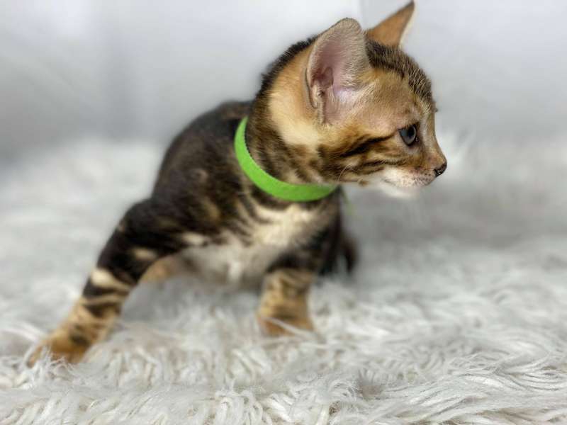 california bengal cat
