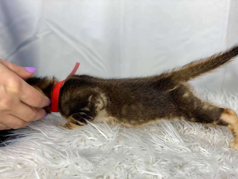 california bengal kittens