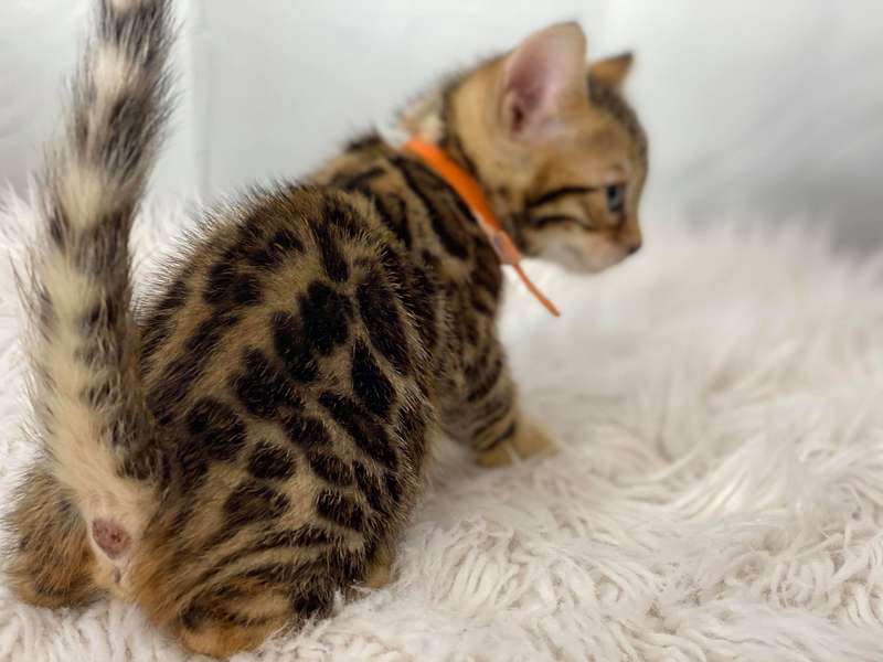 bengal cat breeders pennsylvania
