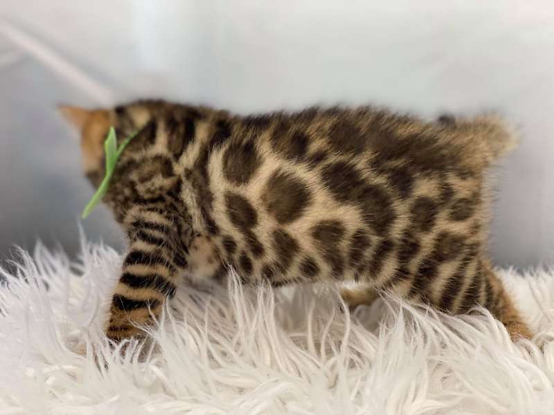 bengal kittens pennsylvania