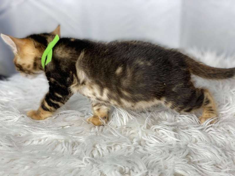 california bengal cat