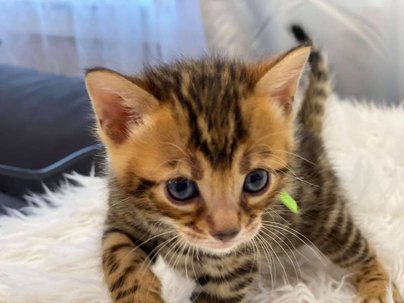 bengal kittens pennsylvania
