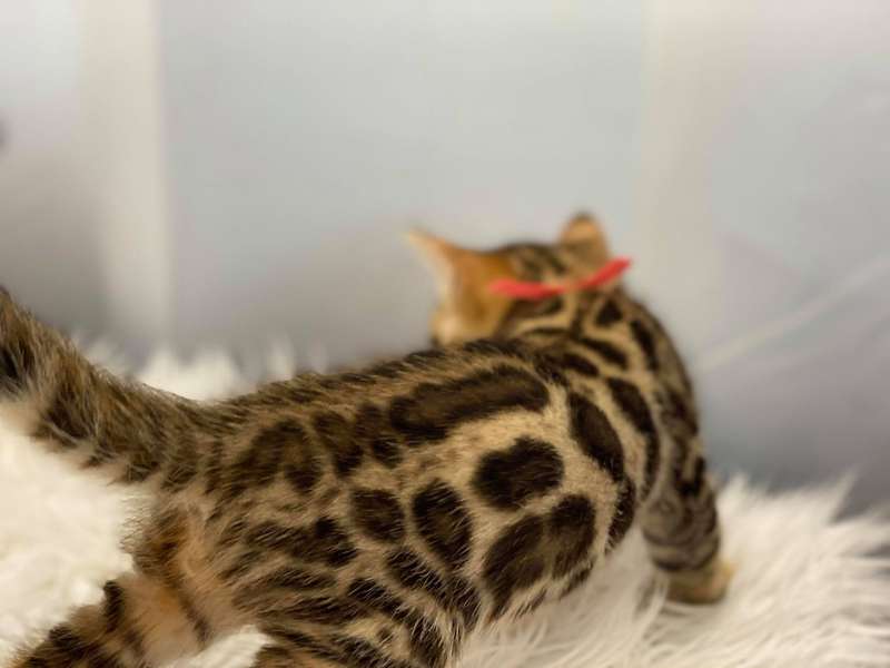 bengal cat for sale