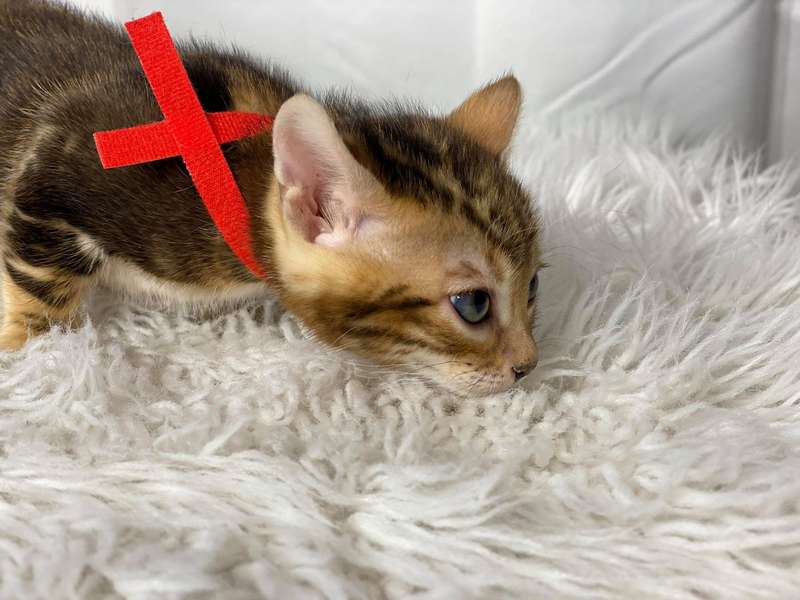 bengal kittens california