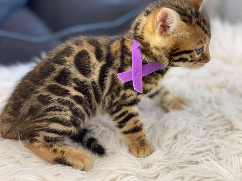 bengal cat glitter