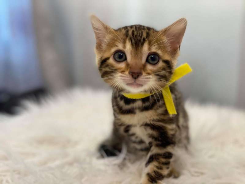 bengals cattery