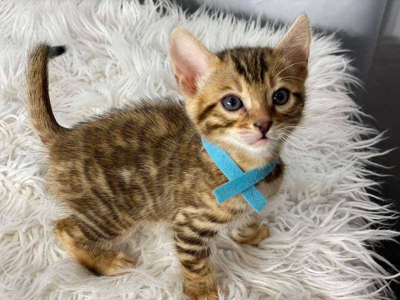 bengal cat for sale