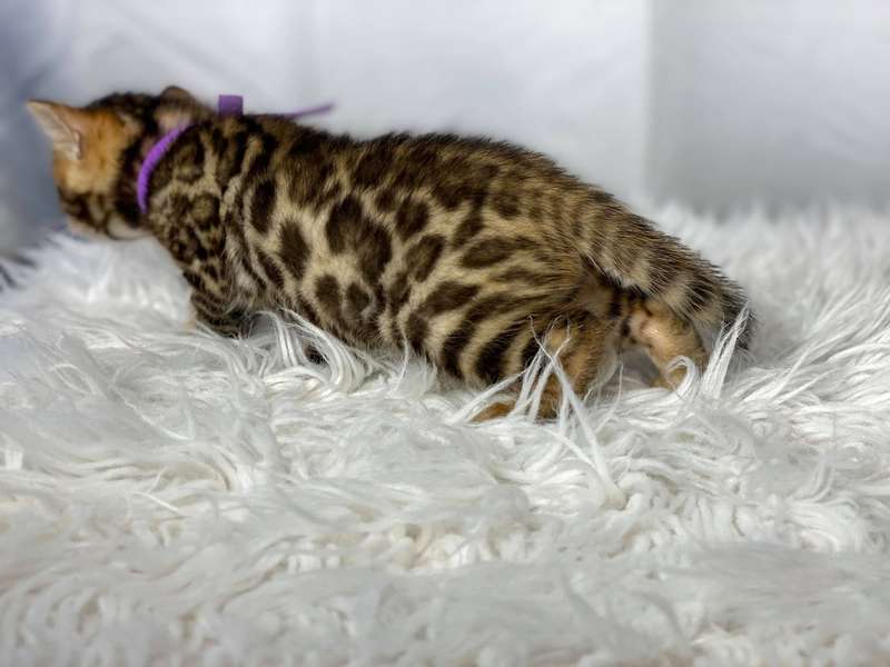 bengal kittens texas sale