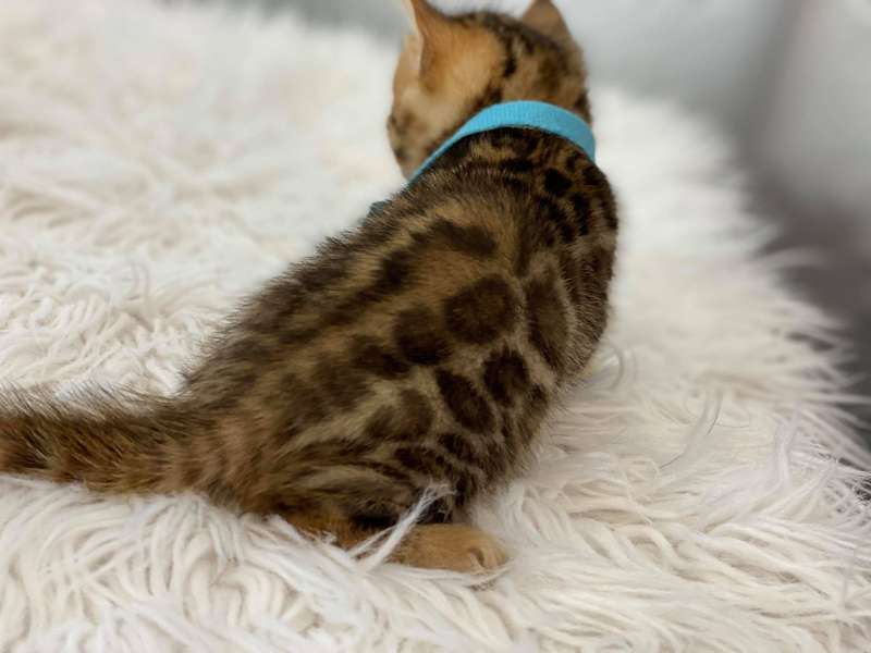 bengal cats for sale in texas