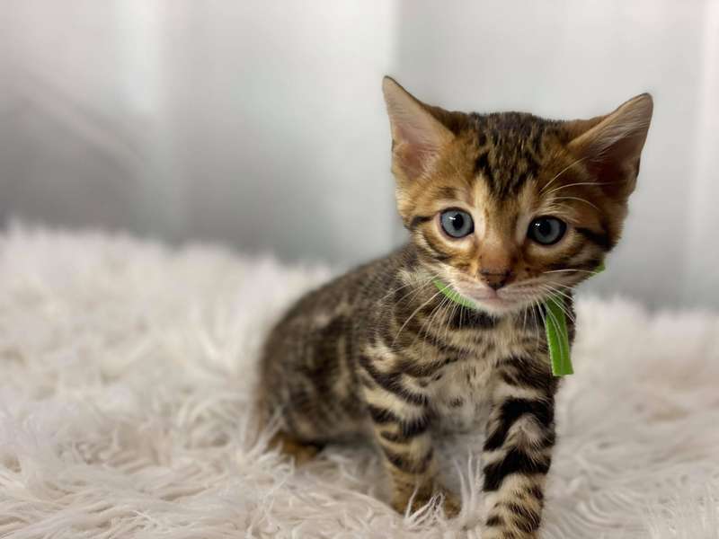 texas bengal breeders