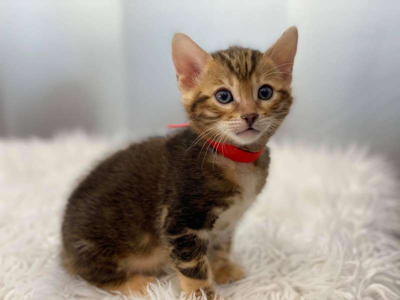 bengals cattery