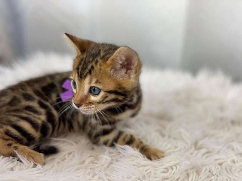 bengal kittens texas
