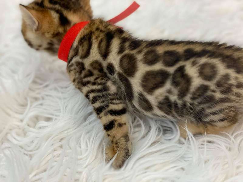 Bengal kittens for sale Philadelphia