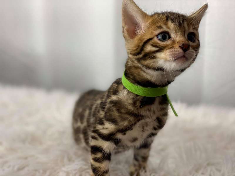 bengal cat austin