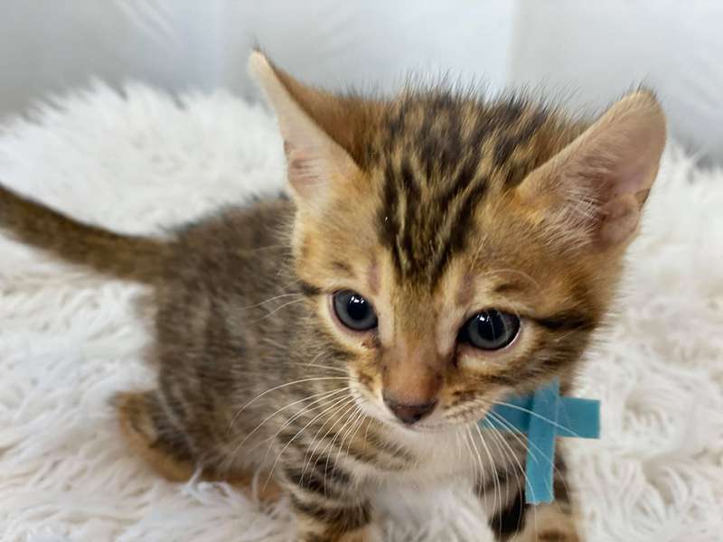bengals cattery