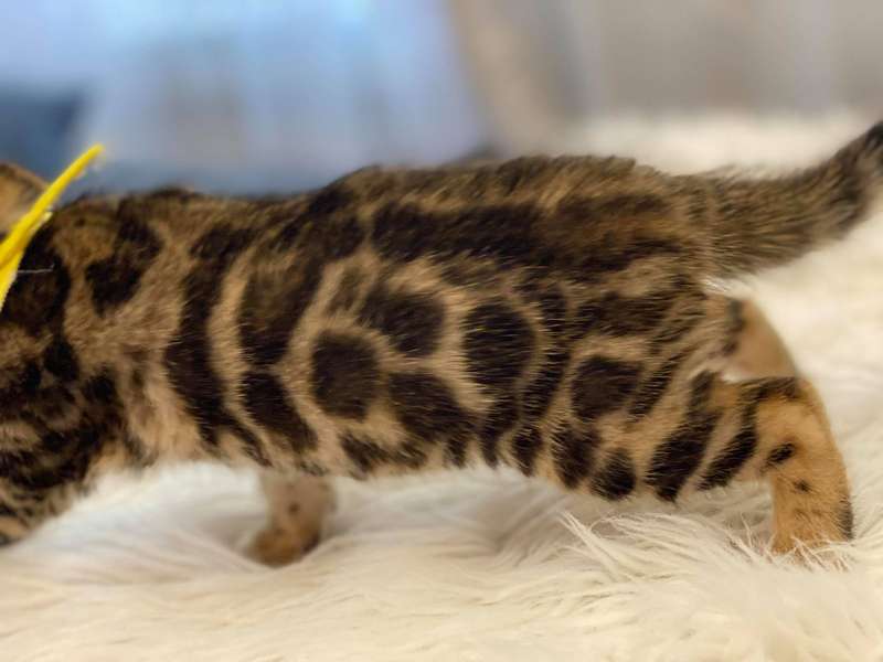 bengal cat glitter