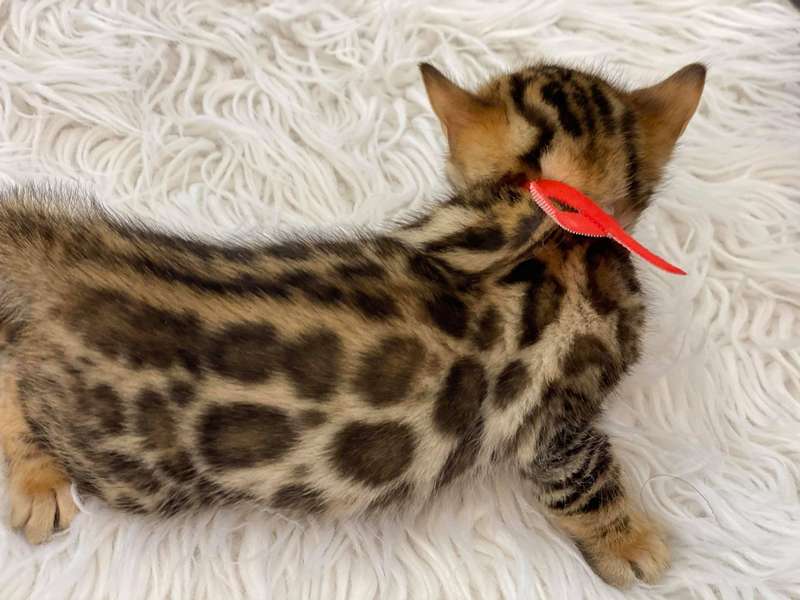 Bengal kittens for sale Philadelphia