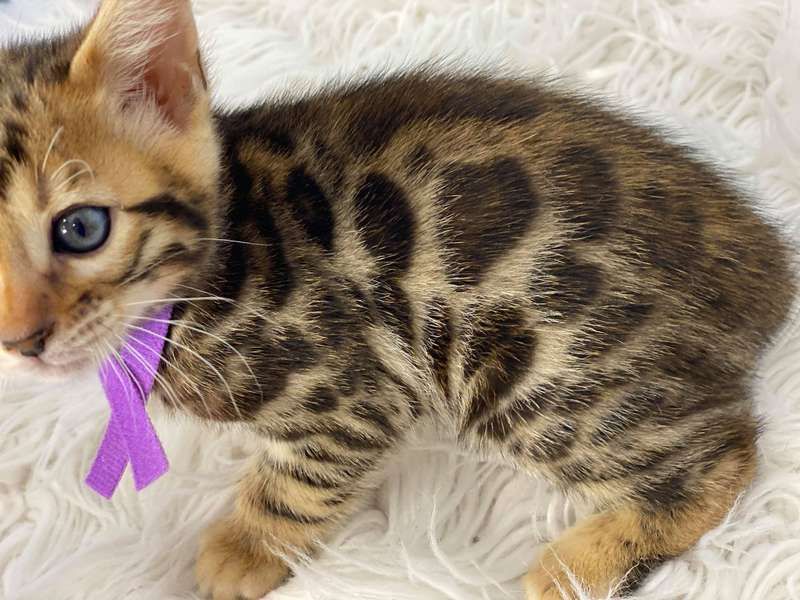 bengal kittens texas
