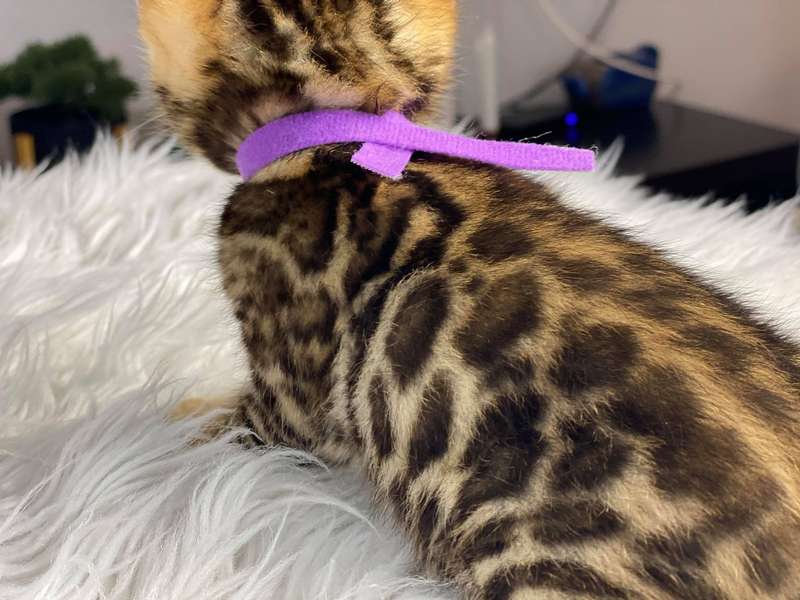bengal kittens texas sale