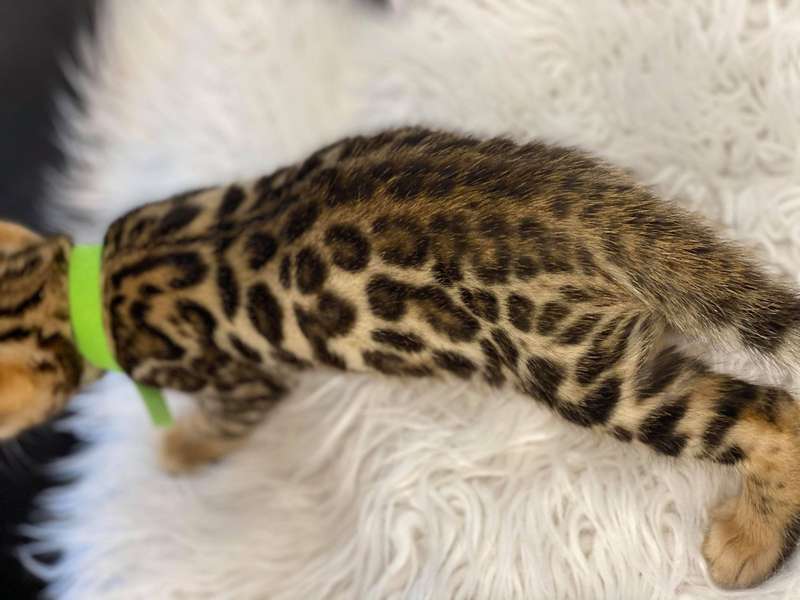 bengal cat austin