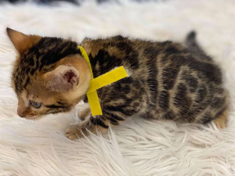 bengal cat glitter