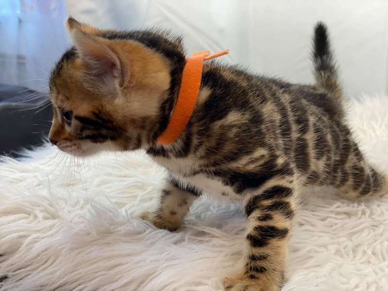 bengal cat breeder texas