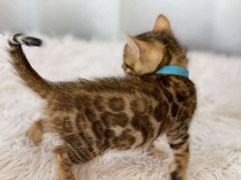 bengals cattery