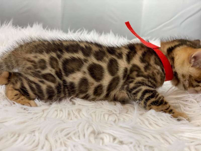 Bengal kittens for sale Philadelphia