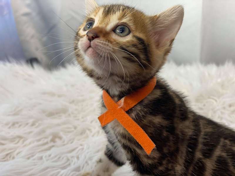 bengal cat breeder texas