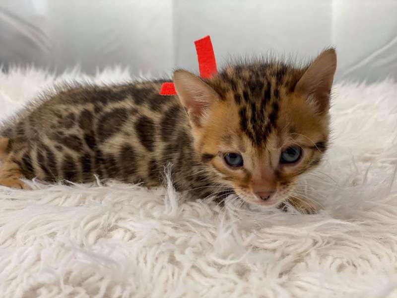 Bengal kittens for sale Philadelphia
