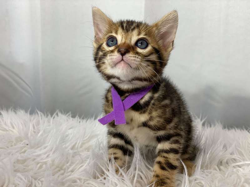 texas bengal cats