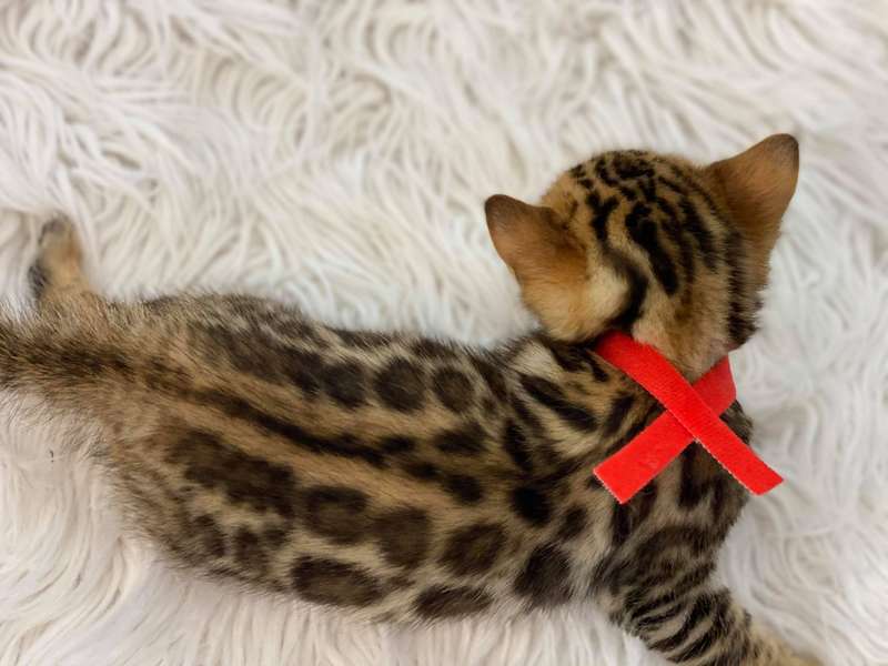 bengal kitten