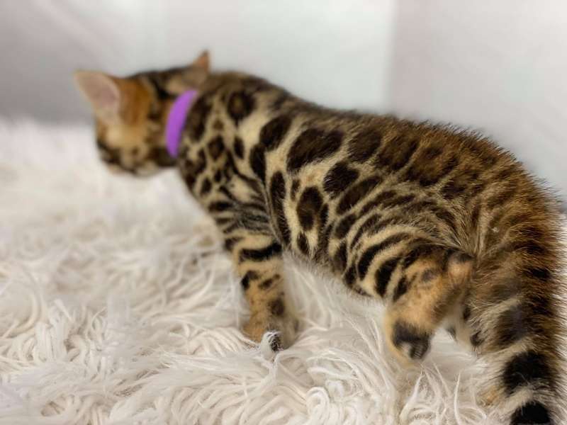 bengal breeders in texas
