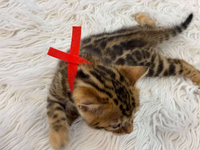 bengal kitten