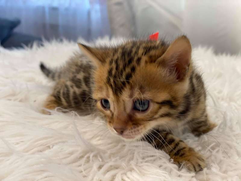 bengal kitten