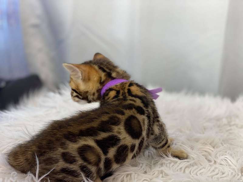 bengal cats for sale texas