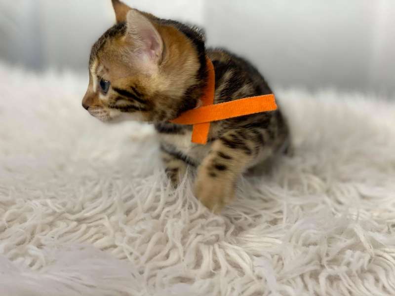 bengal kittens in texas