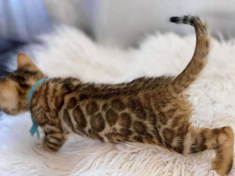 bengal kittens delaware