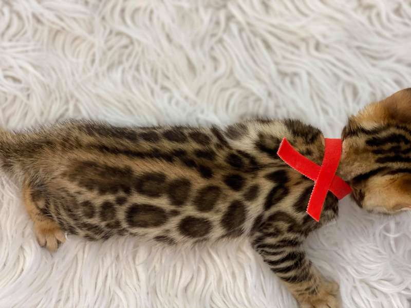 bengal kitten