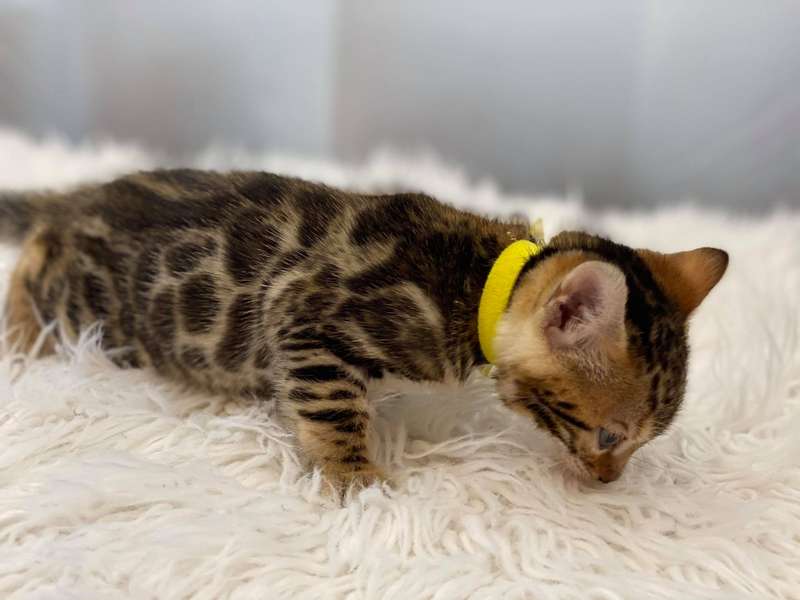 glitter bengal cat