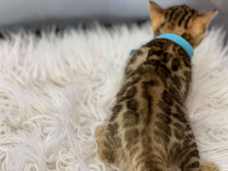 bengal cats for sale in texas